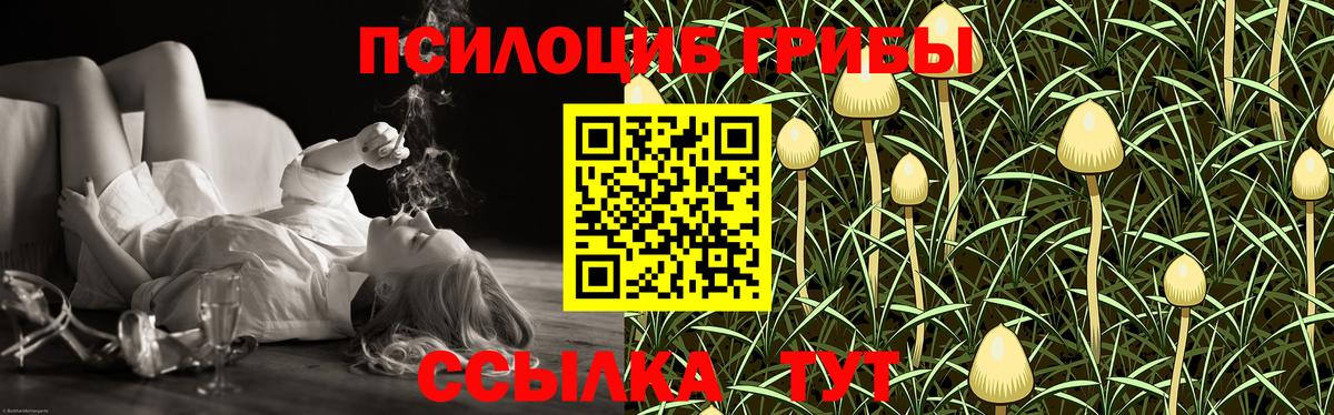 Владимир  Галлюциногенные грибы Psilocybe  Вход с VPN 